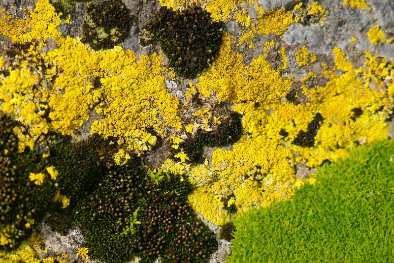 The slow colonization of lichen in the face of climate change